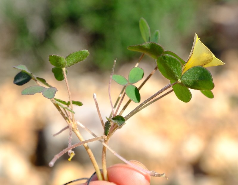 Oxalis ambigua photo 4
