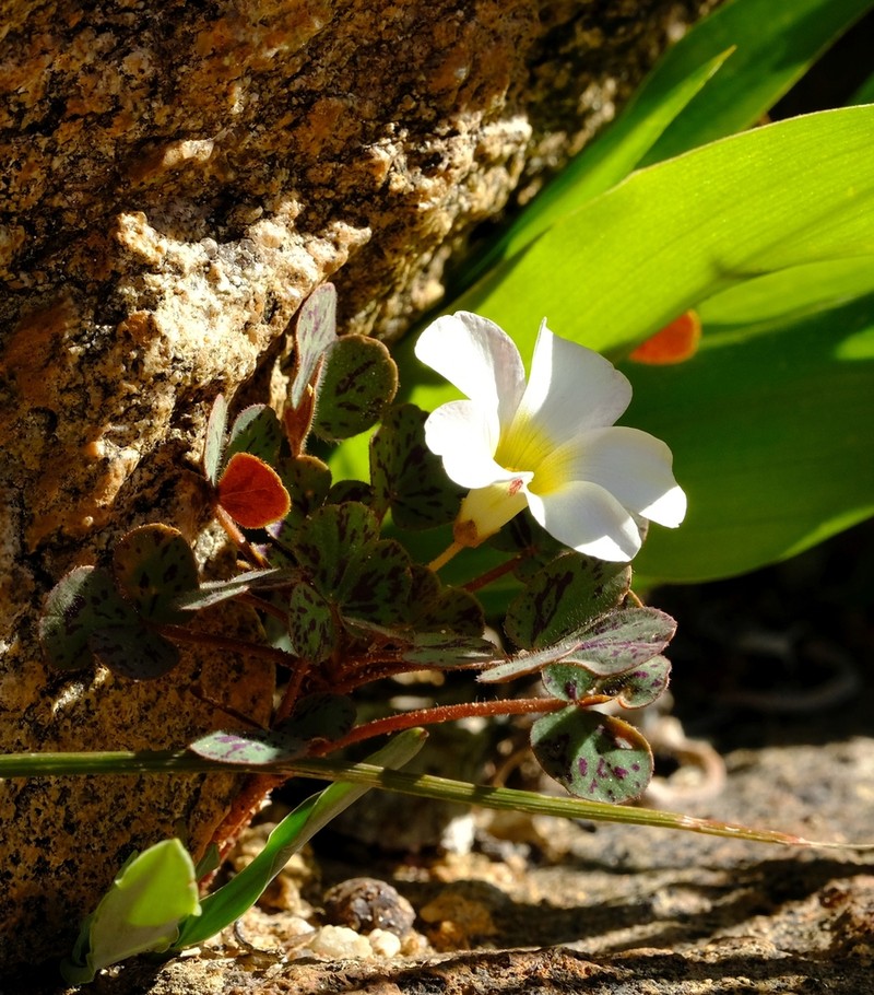 Oxalis ambigua photo 5