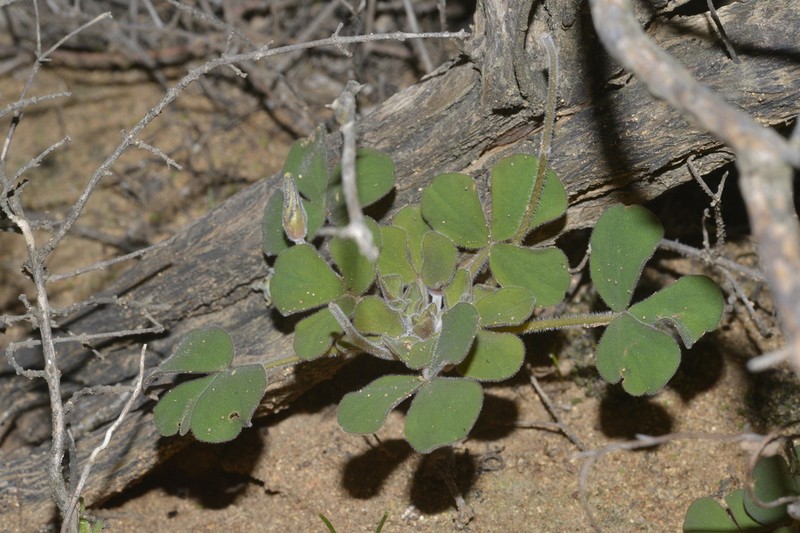 Oxalis ambigua photo 6