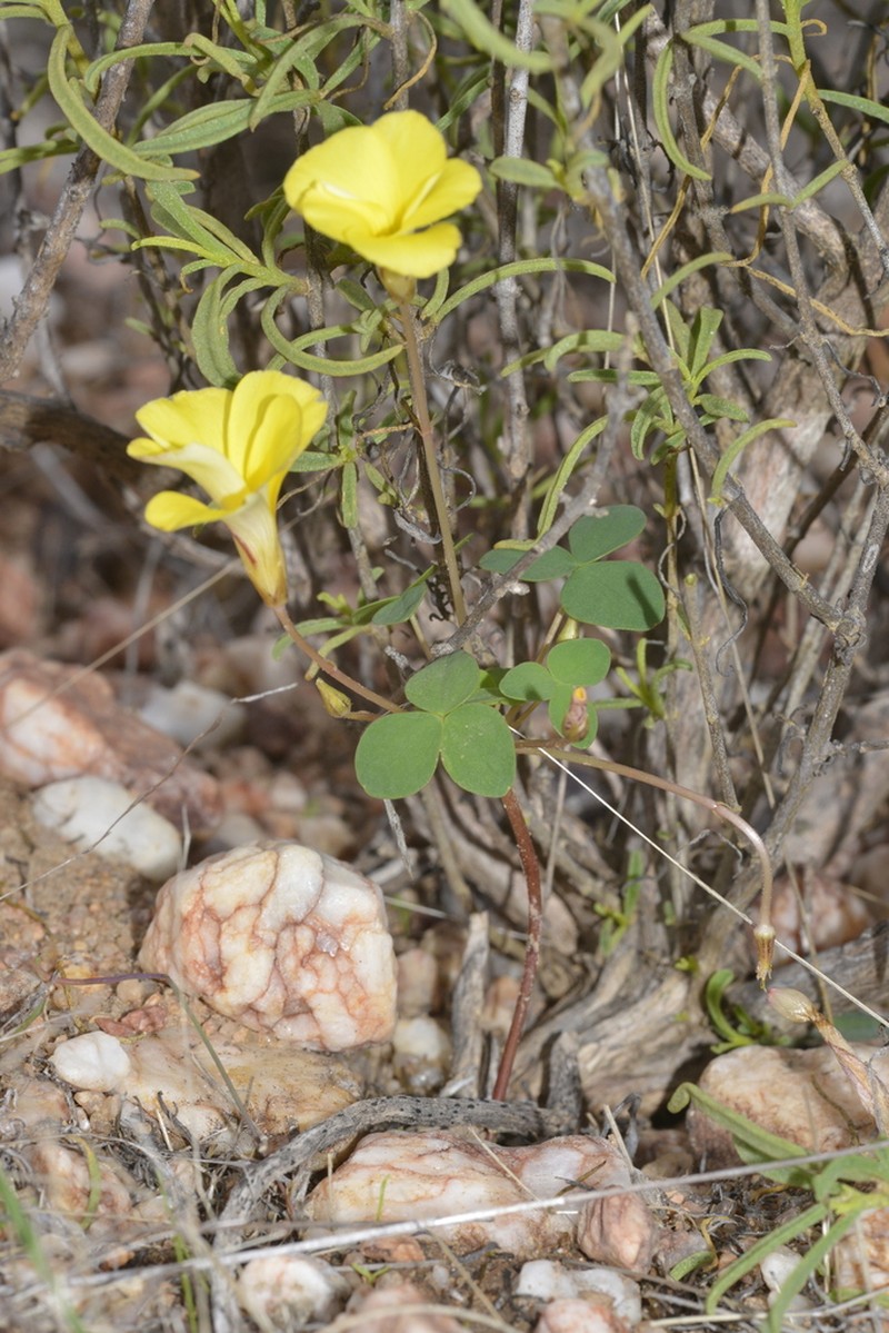 Oxalis ambigua photo 7