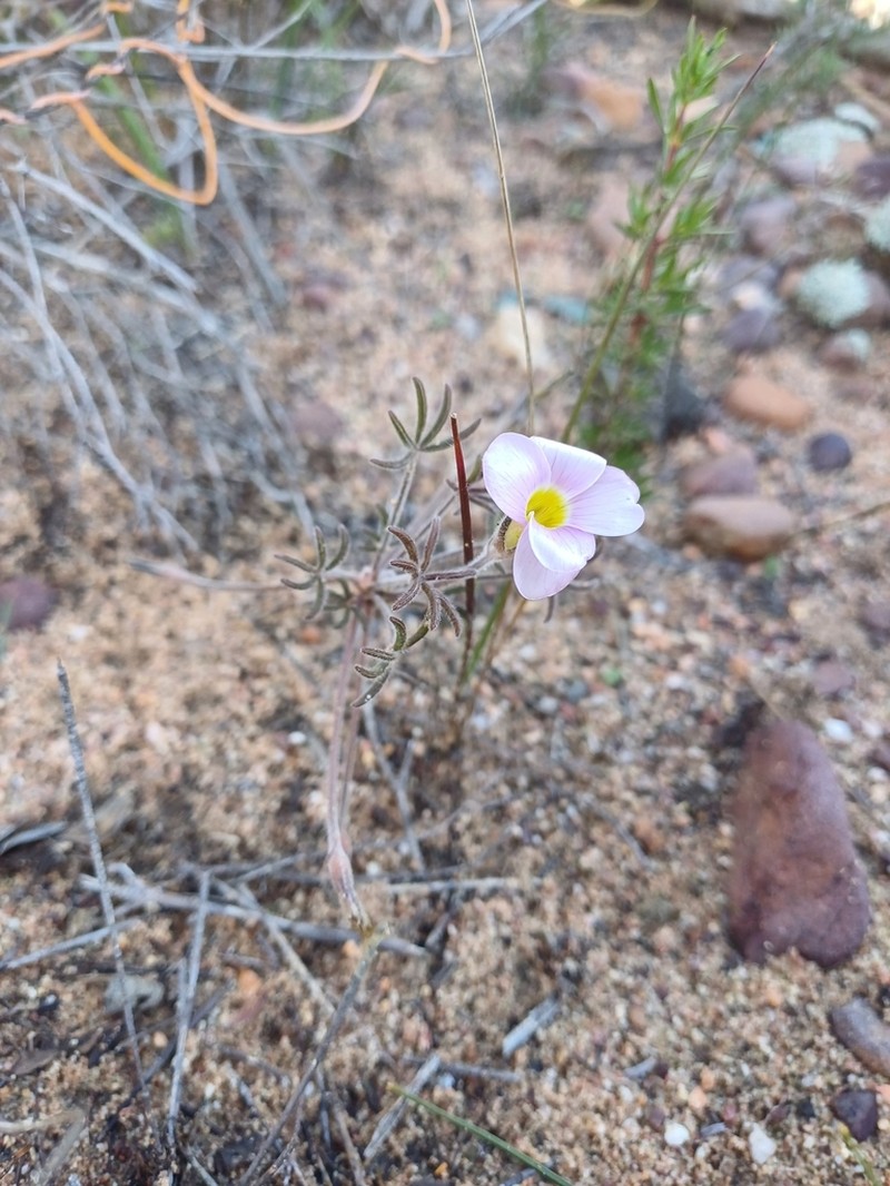 Oxalis amblyodonta