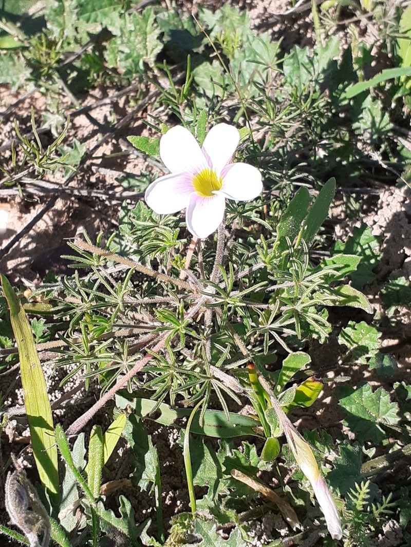 Oxalis amblyodonta photo 3