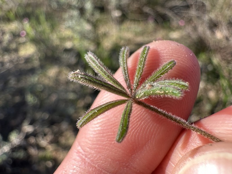 Oxalis amblyodonta photo 4