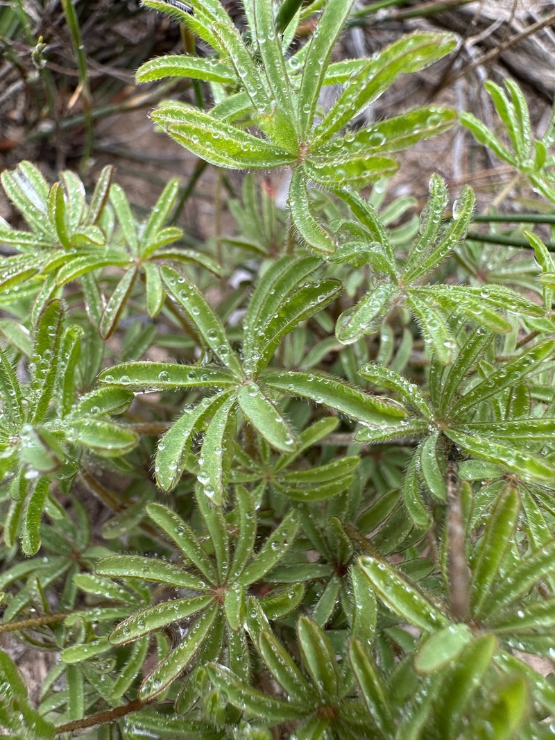 Oxalis amblyodonta photo 7