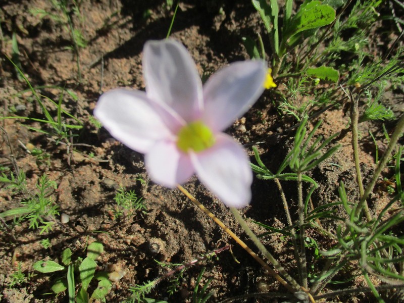 Oxalis amblyodonta photo 8