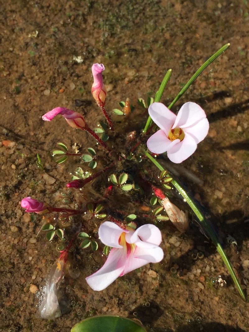 Oxalis amblyosepala