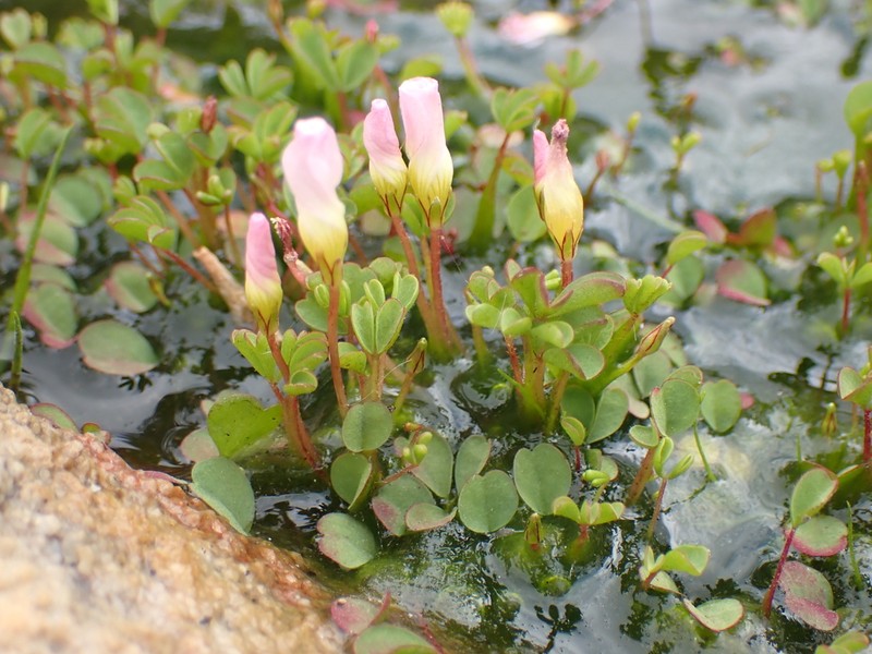 Oxalis amblyosepala photo 2