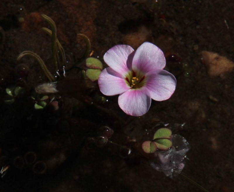 Oxalis amblyosepala photo 3