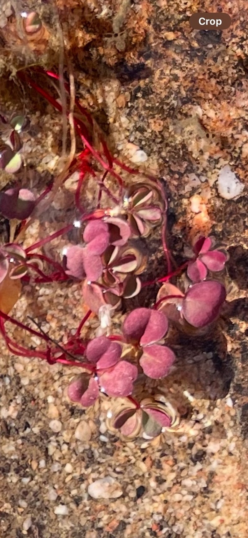 Oxalis amblyosepala photo 4