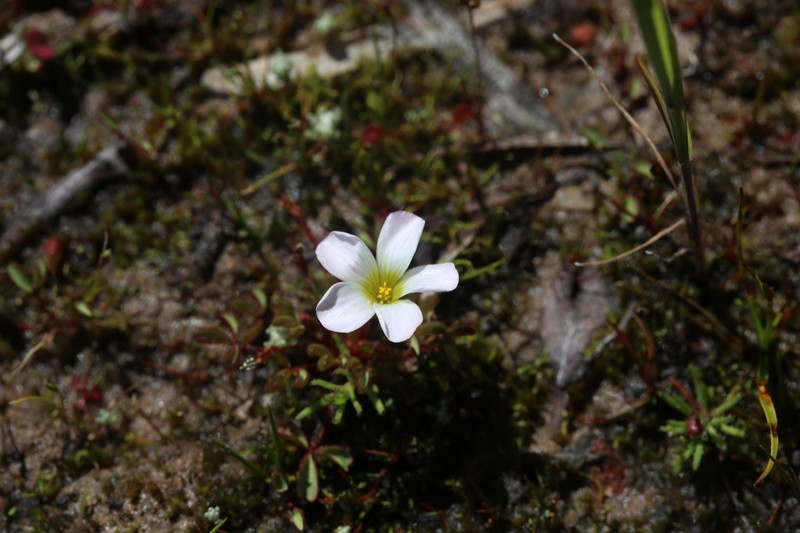Oxalis amblyosepala photo 5