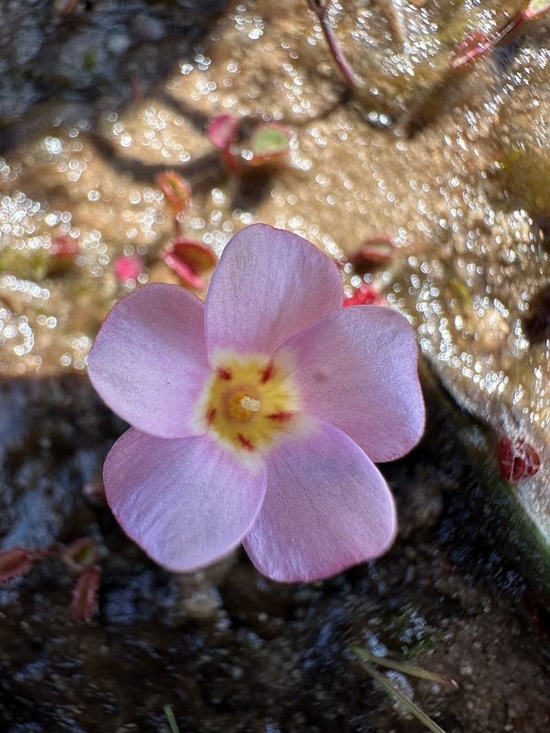 Oxalis amblyosepala photo 6