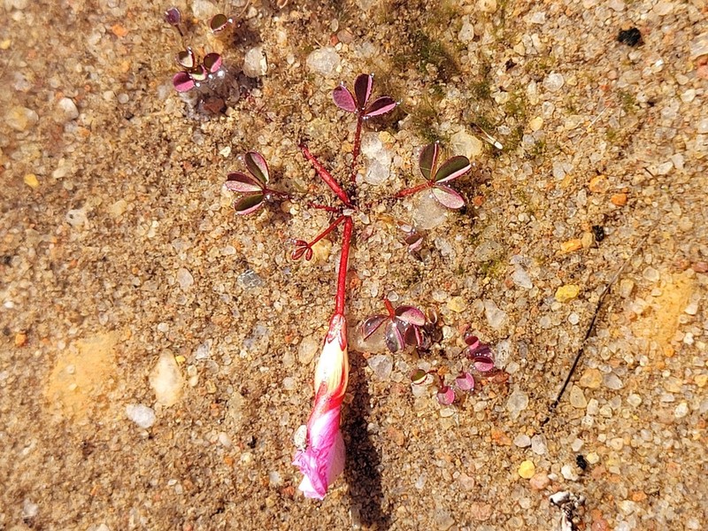 Oxalis amblyosepala photo 7