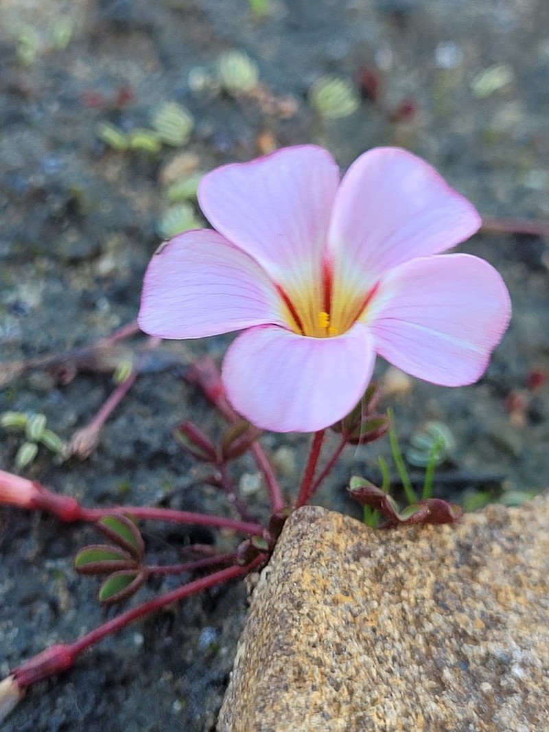 Oxalis amblyosepala photo 8