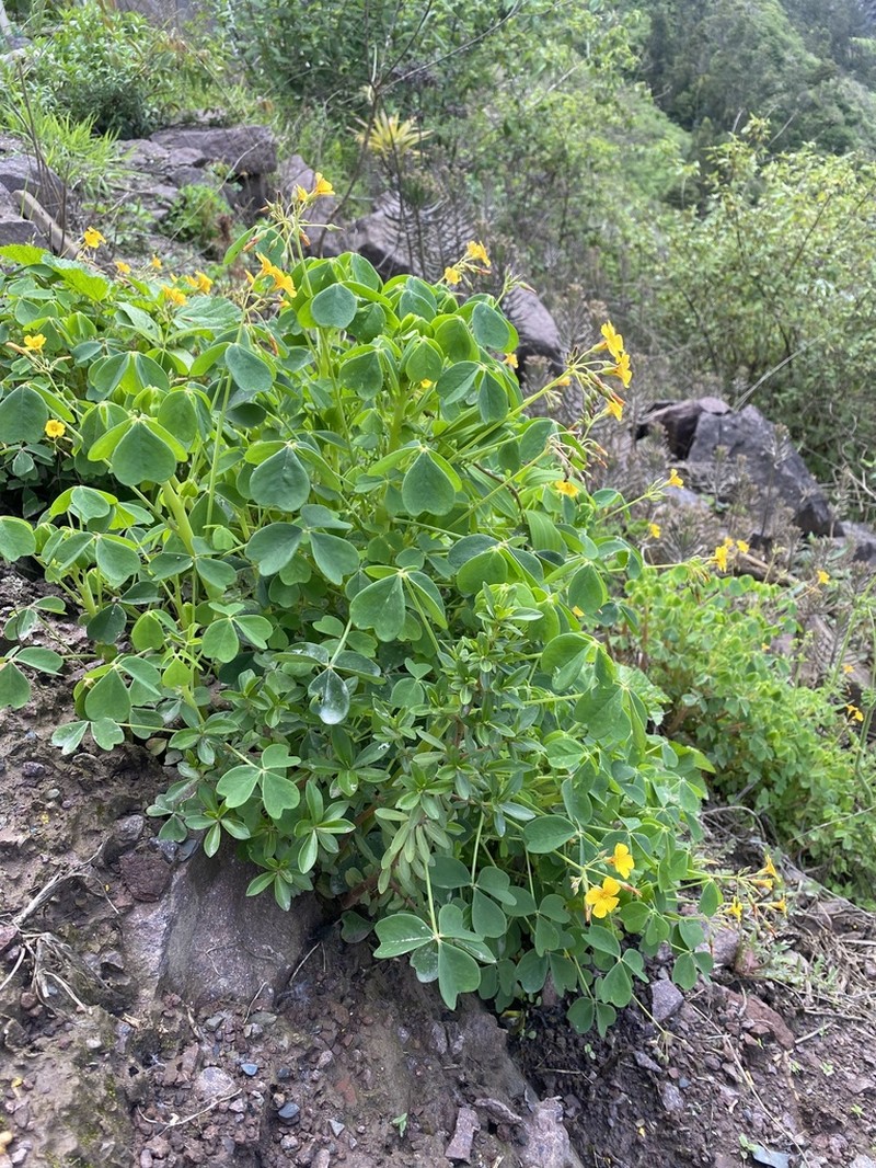 Oxalis andina