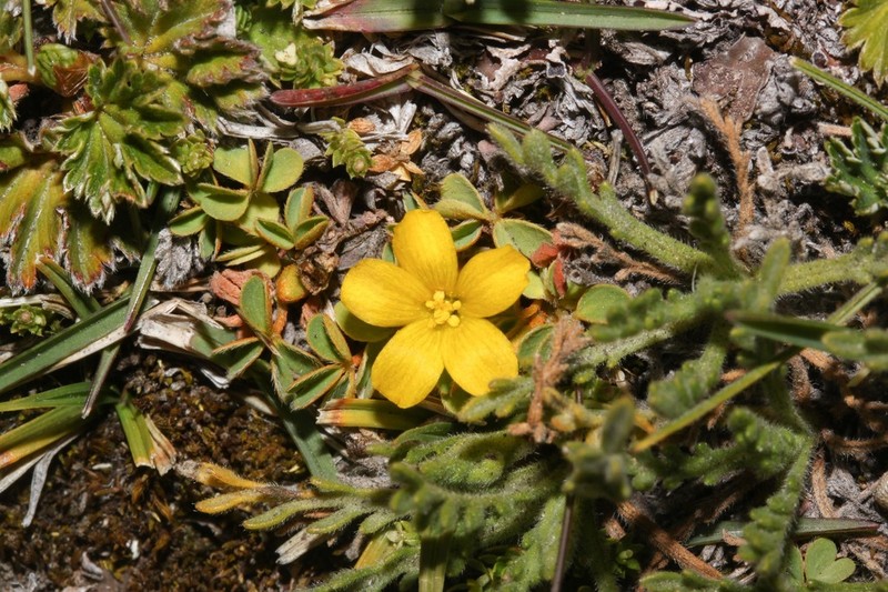 Oxalis androsacea