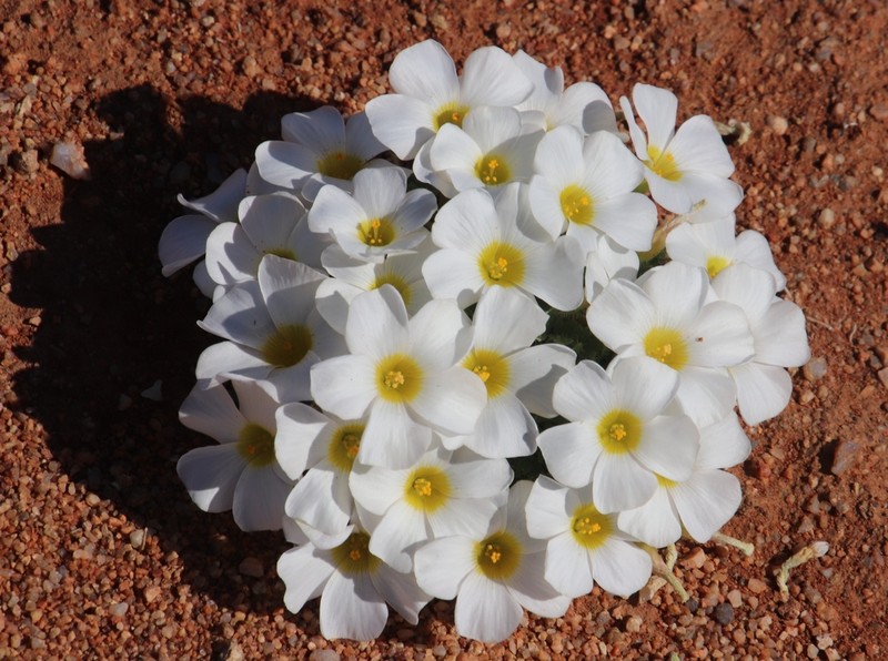 Oxalis annae