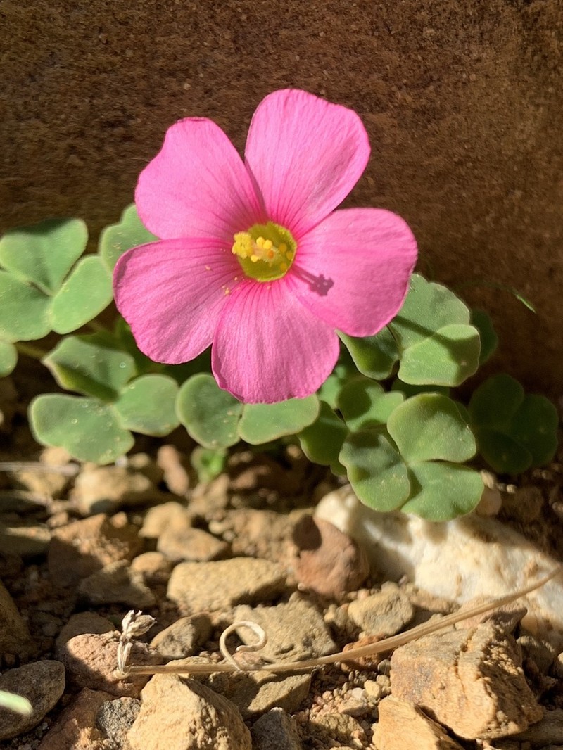 Oxalis annae photo 2