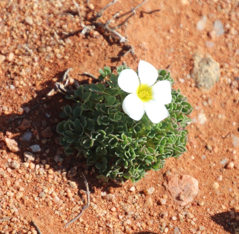 Oxalis annae photo 3
