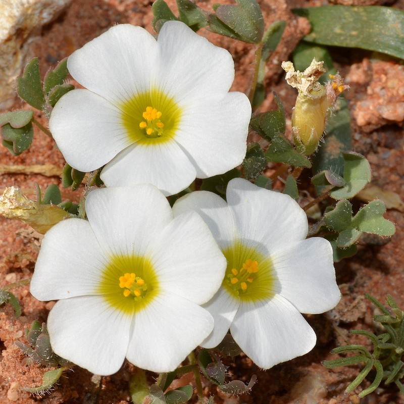 Oxalis annae photo 4