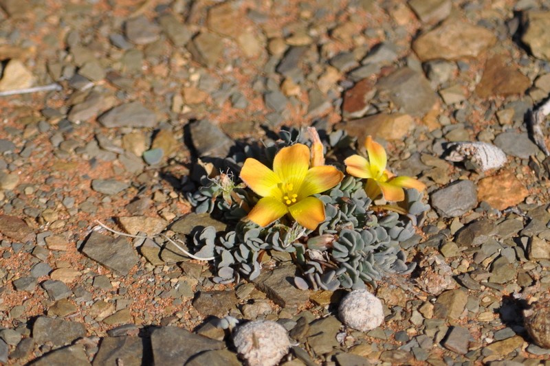 Oxalis annae photo 5