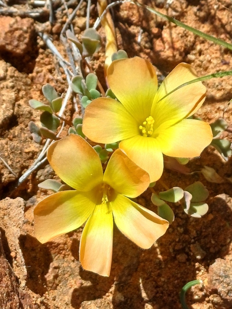 Oxalis annae photo 7