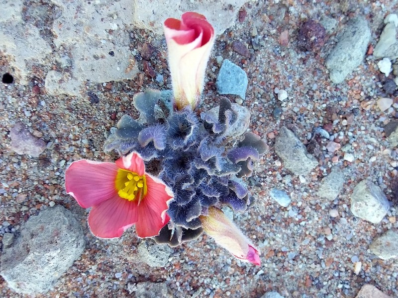Oxalis annae photo 8