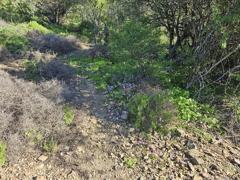 Oxalis anomala