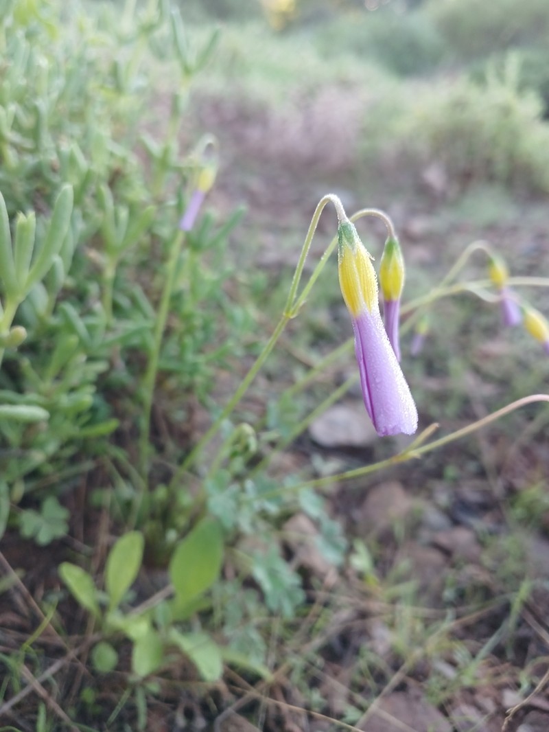 Oxalis anomala photo 2