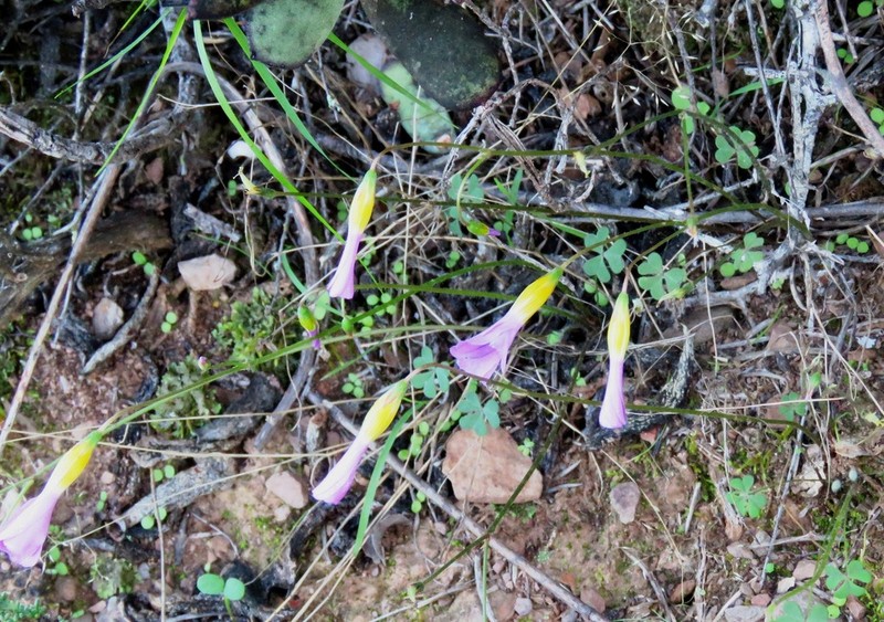 Oxalis anomala photo 3