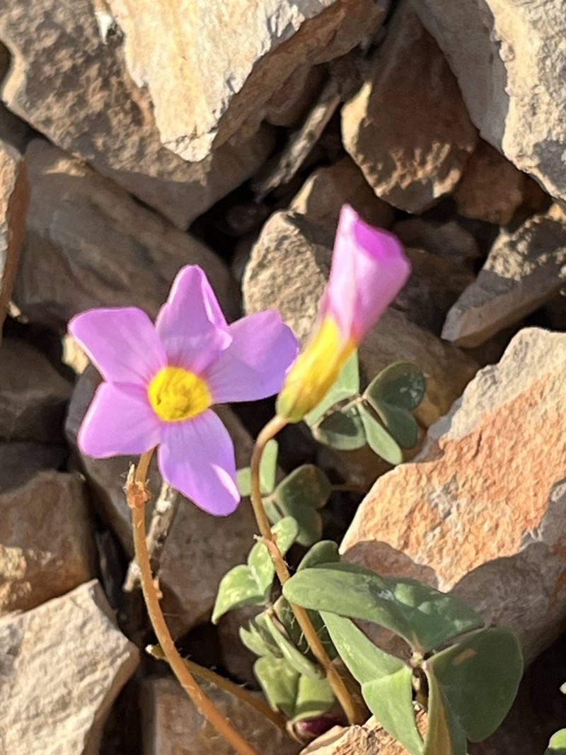 Oxalis anomala photo 4