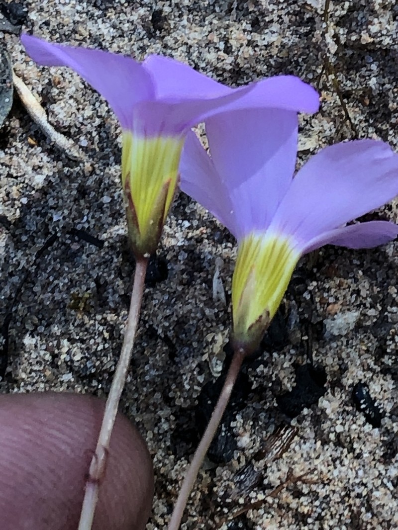 Oxalis anomala photo 5