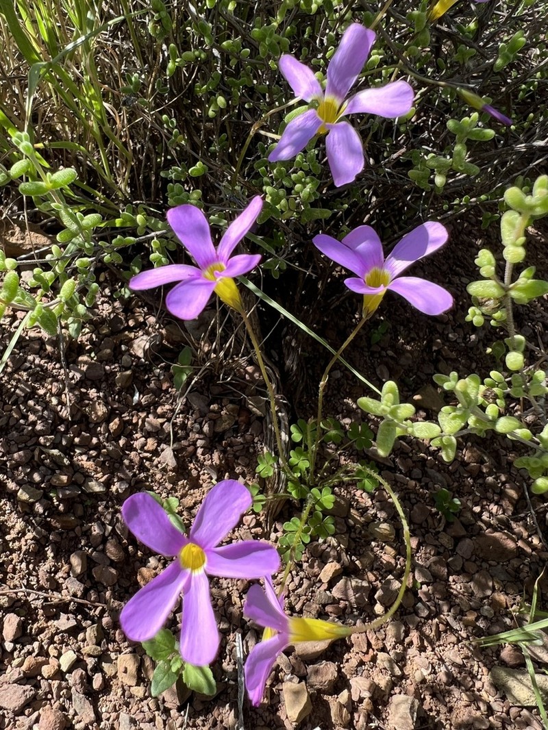 Oxalis anomala photo 6