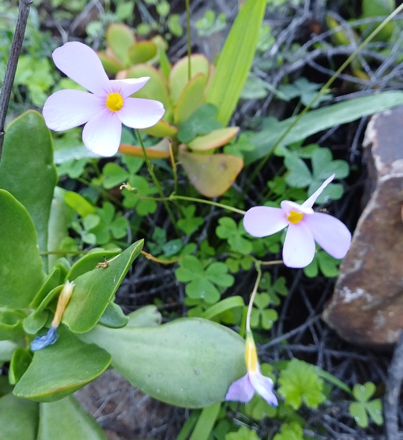 Oxalis anomala photo 7