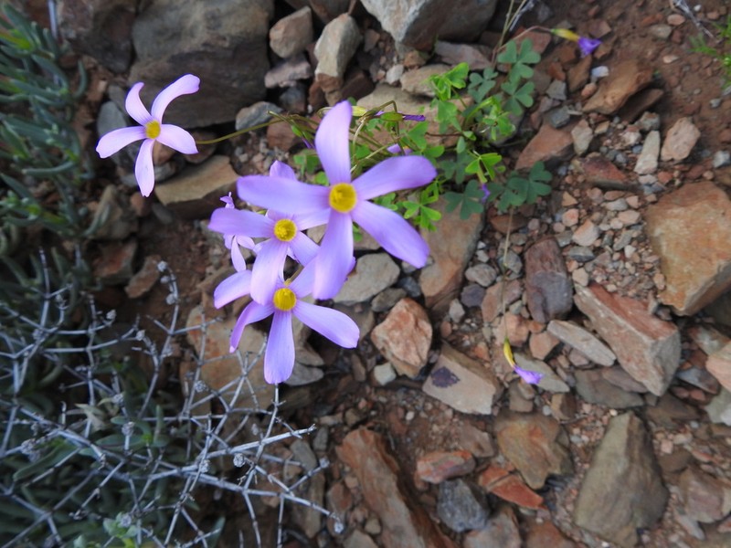 Oxalis anomala photo 8