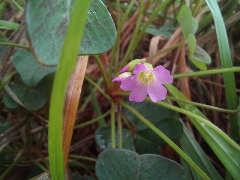 Oxalis anthelmintica