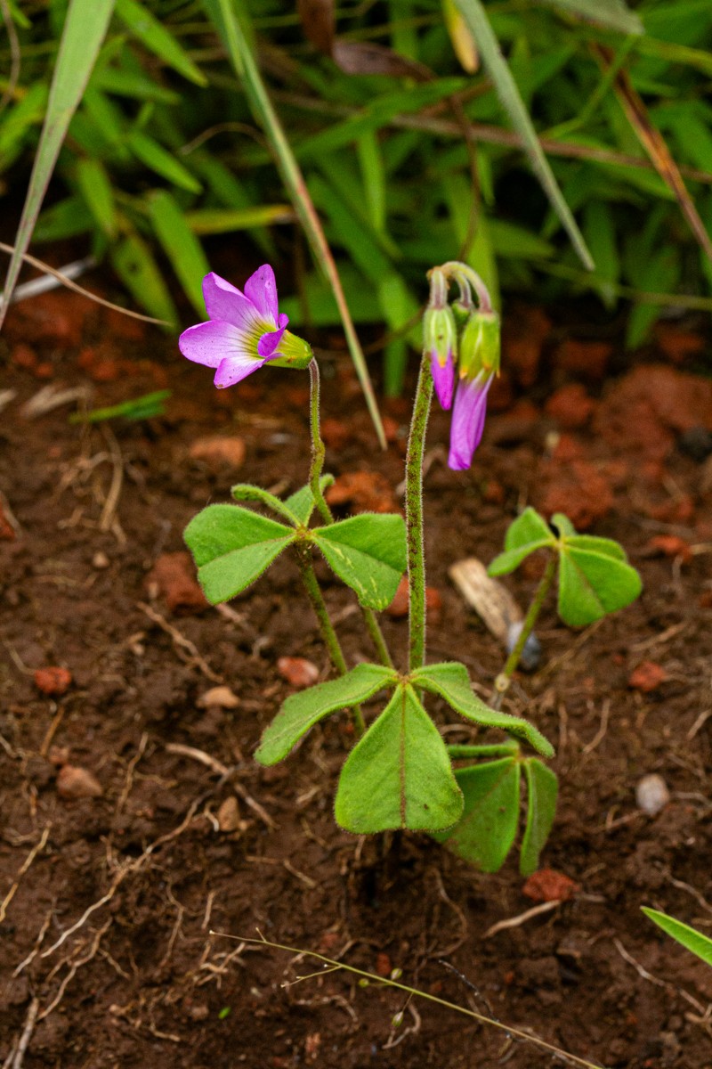 Oxalis anthelmintica photo 4