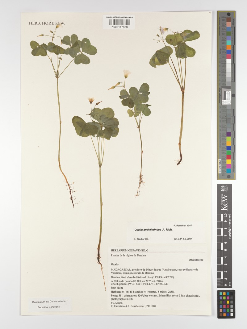 Oxalis anthelmintica photo 5