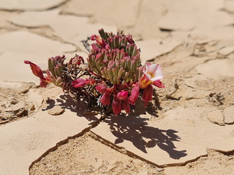 Oxalis arbuscula