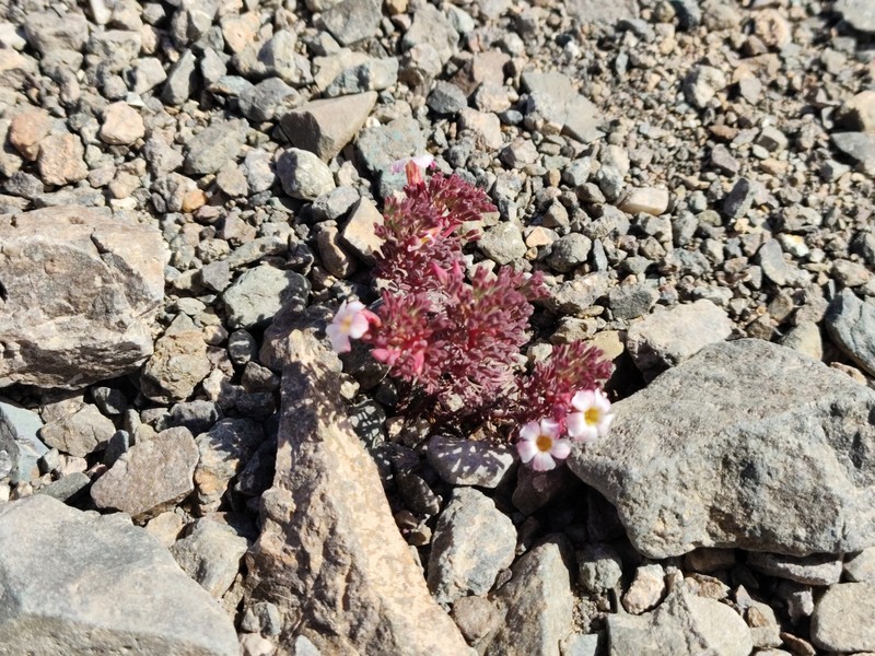 Oxalis arbuscula photo 3
