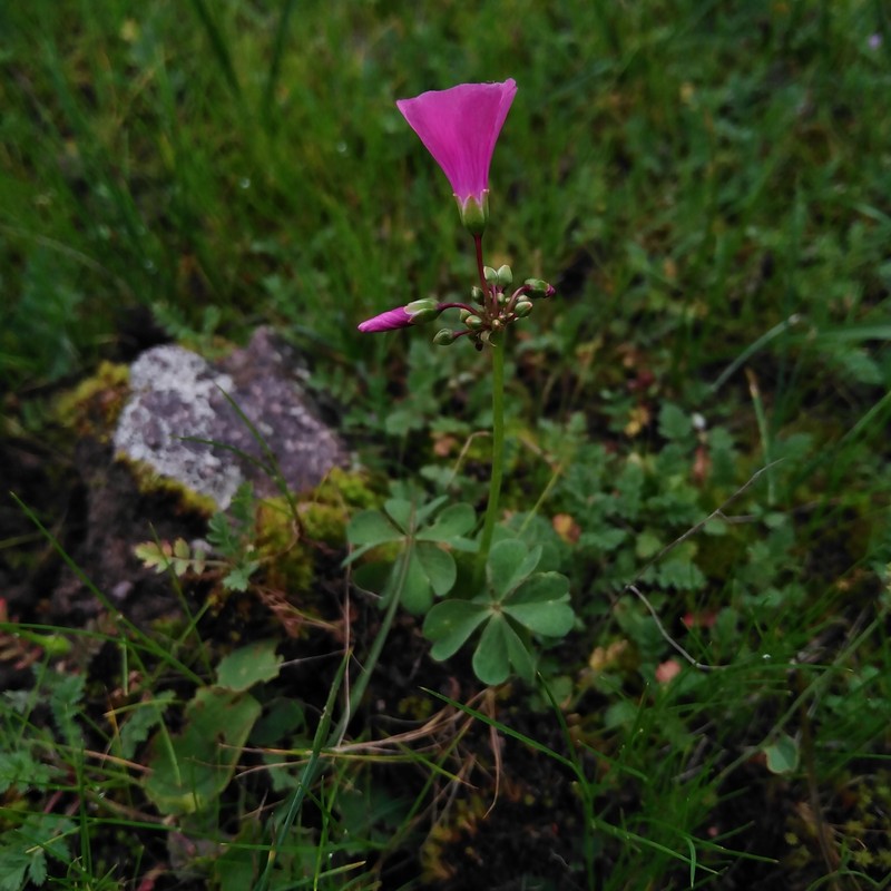 Oxalis arenaria