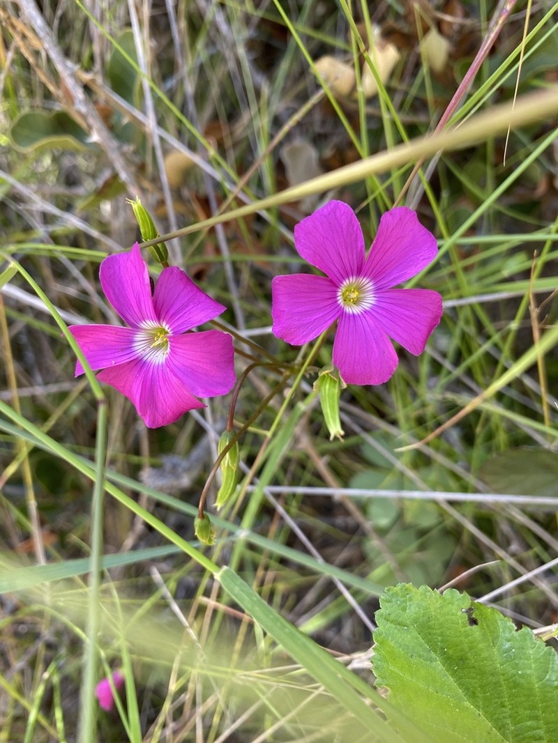 Oxalis arenaria photo 2