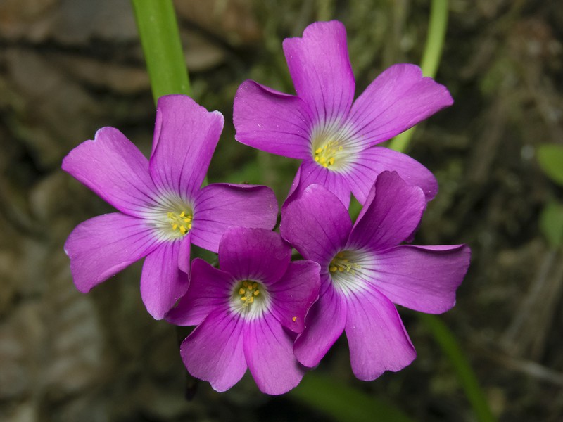 Oxalis arenaria photo 3