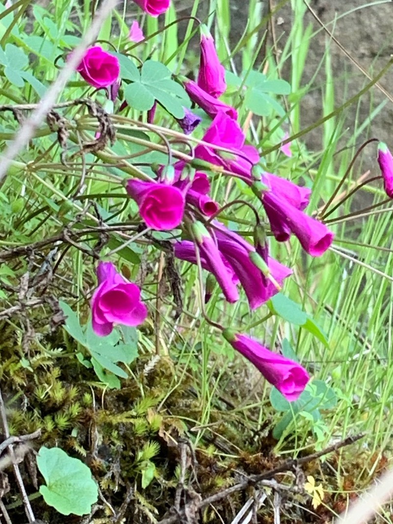 Oxalis arenaria photo 4