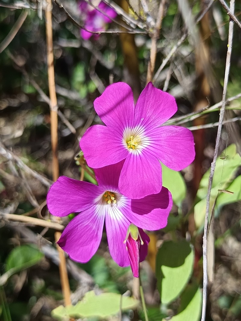 Oxalis arenaria photo 5