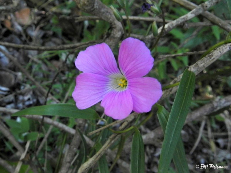 Oxalis arenaria photo 6