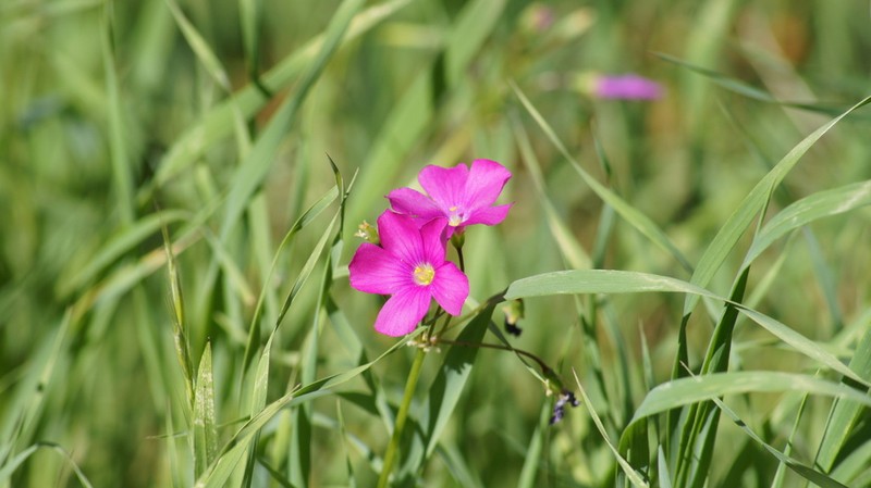 Oxalis arenaria photo 7