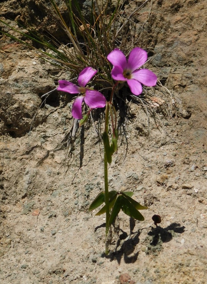 Oxalis argentina