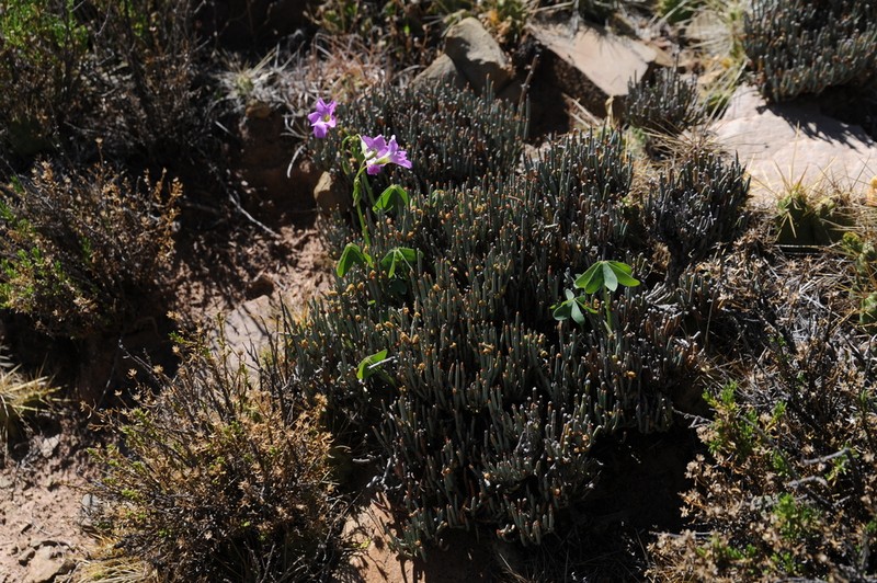 Oxalis argentina photo 2