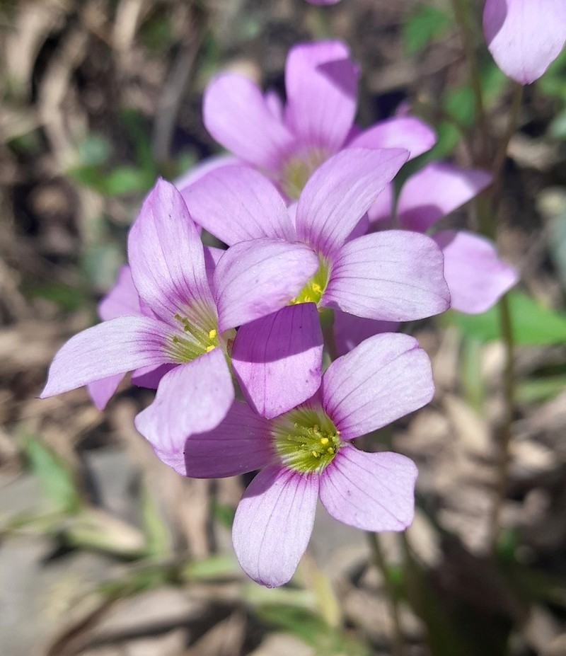 Oxalis argentina photo 3