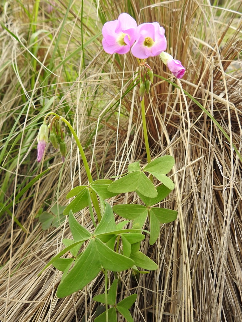 Oxalis argentina photo 4